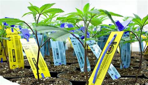 rfid tracking of marajuana plants|RFID Technology In Cannabis .